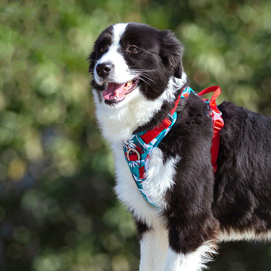 Durable Dog Leash & Chain Vest Harness Set