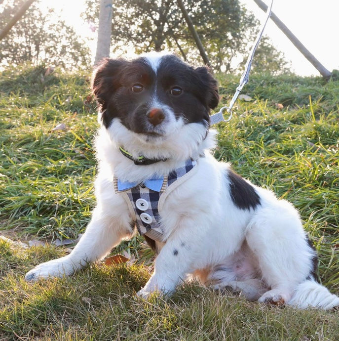 Soft Mesh Pet Harness